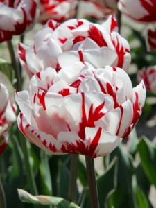 carnaval de nice.jpg